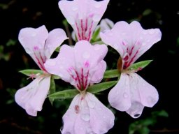Pelargonium peltatum flowers after rain