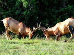 Red hartebeest conflict resolution