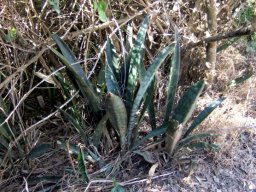 Sansevieria hyacinthoides