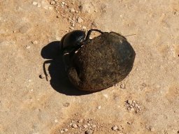 Holy Scarab