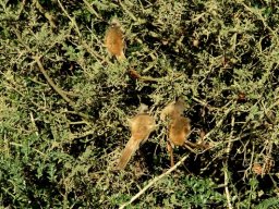 Schotia afra and muisvoëls