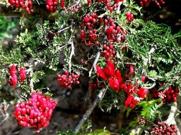 Schotia afra var. afra flowering out of season