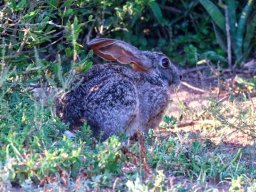 Scrub hare, wide-eyed