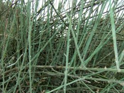 Lacomucinaea lineata stems and microleaves