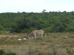 Grazing buddies?