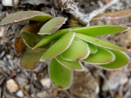 Crassula ciliata large leaf cilia or marginal fringes