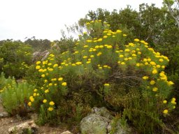 Hymenolepis crithmifolia flourishing
