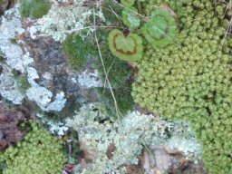 Living carpet
