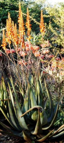 Aloe cryptopoda