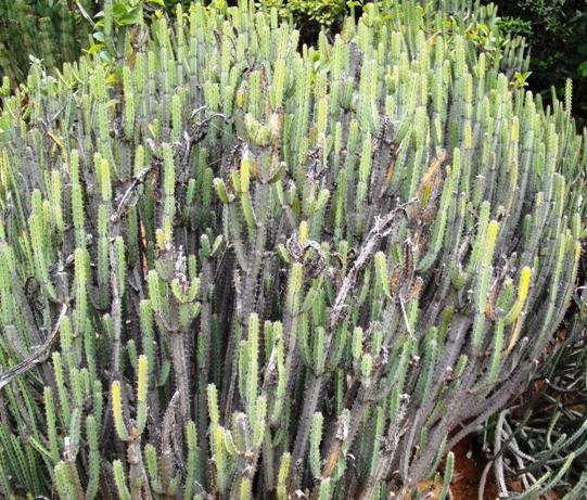 Euphorbia schinzii