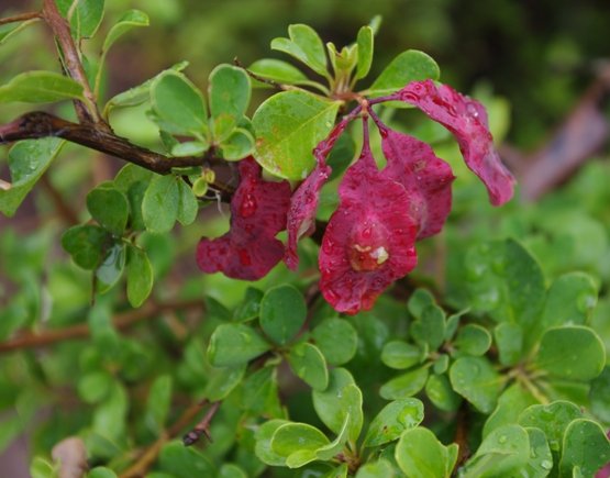 Terminalia prunioides