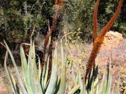 Aloe castanea