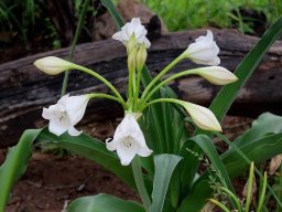 Crinum macowanii