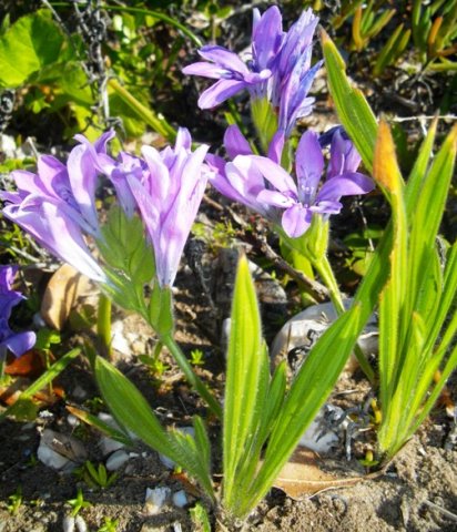 Babiana ambigua