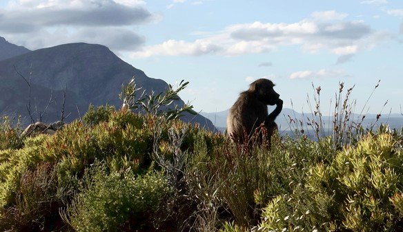 Baboon contemplating Hermanus