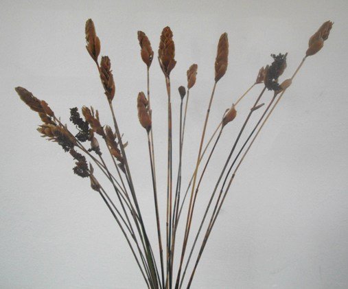 Elegia spathacea 