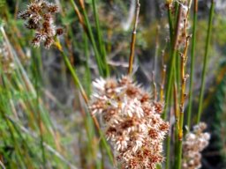 Ceratocaryum argenteum male plant