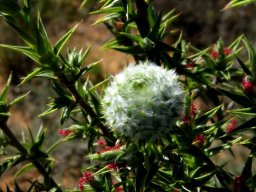 Cliffortia ruscifolia var. ruscifolia gall