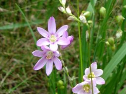 Ixia flexuosa