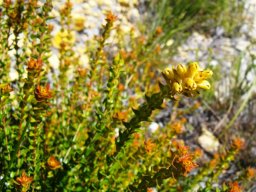 Penaea cneorum