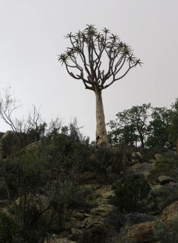 Aloidendron dichotomum sentinel