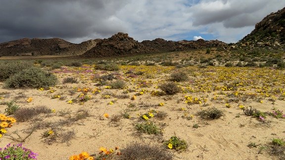 Daisies among the klipkoppe