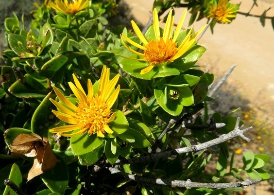 Didelta spinosa flowerheads at several stages