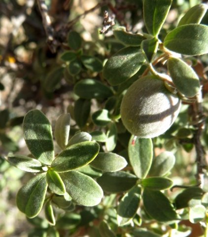 Diospyros ramulosa, the  tkoenoebe
