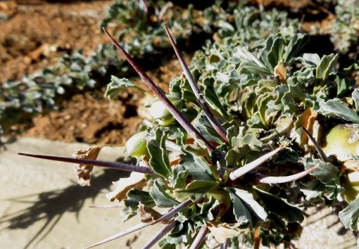 Monsonia crassicaulis spines
