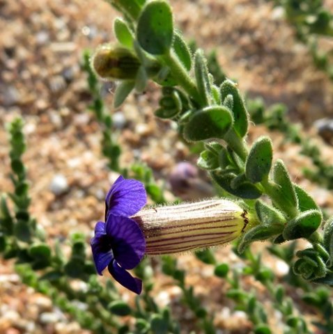 Peliostomum virgatum