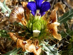 Acanthopsis villosa