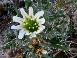 Codon royenii flower