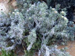 Codon royenii spreading bush