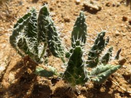 Codon royenii 