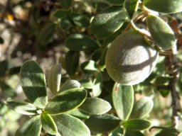 Diospyros ramulosa, the  tkoenoebe