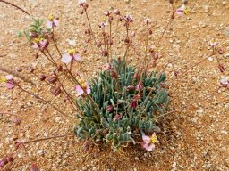 Kewa salsoloides