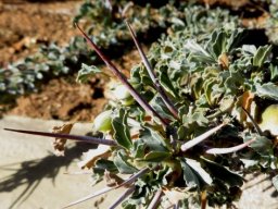 Monsonia crassicaulis spines