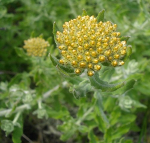 Helichrysum dasyanthum