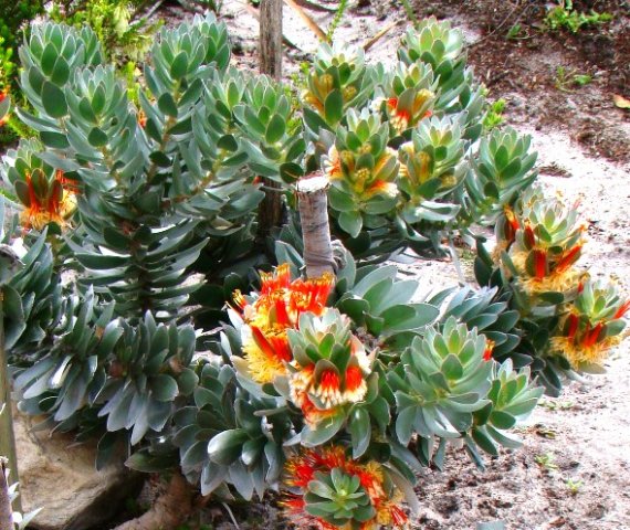 Mimetes hottentoticus