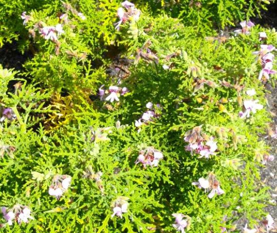 Pelargonium radens