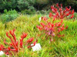 Brunsvigia orientalis in garden conditions