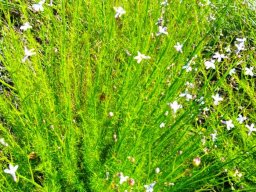 Lobelia linearis flowering white