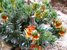 Mimetes hottentoticus