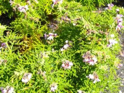 Pelargonium radens