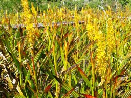 Wachendorfia thyrsiflora colony