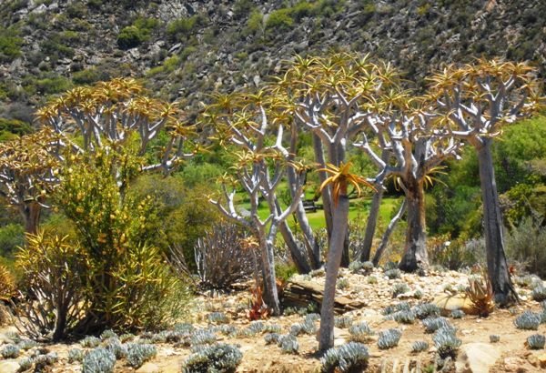 Aloidendron dichotomum