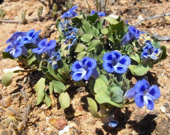 Aptosimum procumbens