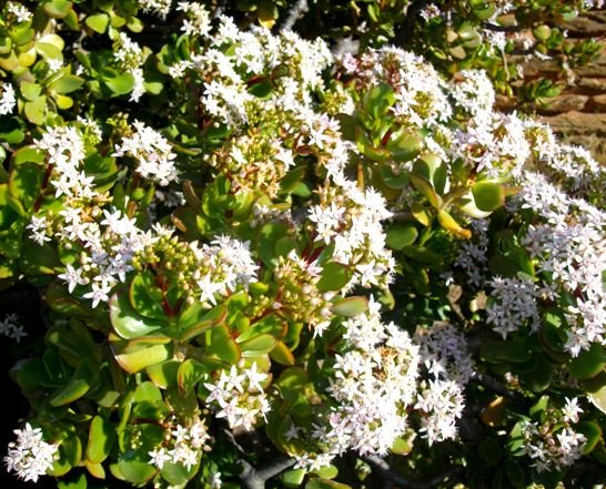 Crassula ovata flowers
