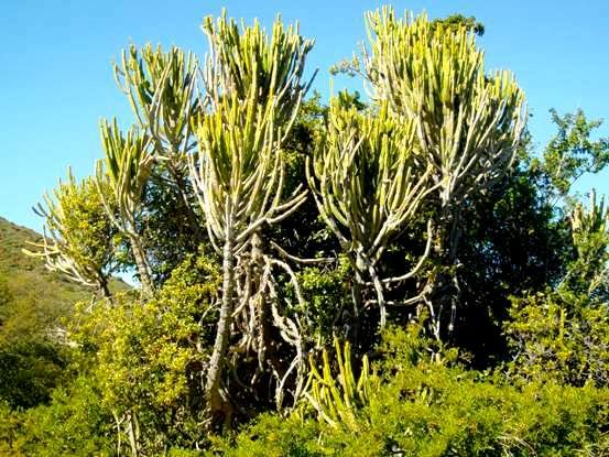 Euphorbia tetragona