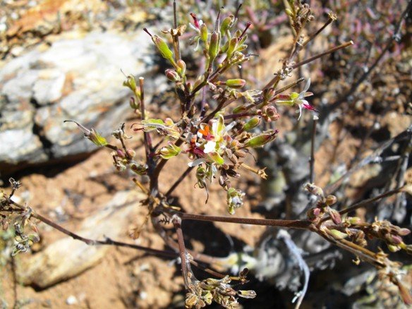 Pelargonium carnosum subsp. carnosum